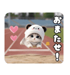飛び出す パンダ帽が可愛い猫 ずっと使える（個別スタンプ：16）