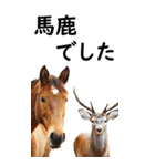 敬語で競馬【BIG】（個別スタンプ：12）