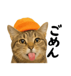 虎之助の猫語録（個別スタンプ：1）