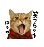 虎之助の猫語録（個別スタンプ：5）