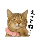 虎之助の猫語録（個別スタンプ：6）