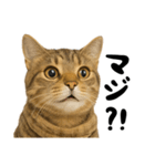 虎之助の猫語録（個別スタンプ：7）