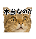 虎之助の猫語録（個別スタンプ：8）