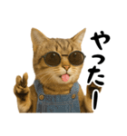 虎之助の猫語録（個別スタンプ：11）
