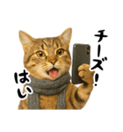 虎之助の猫語録（個別スタンプ：12）