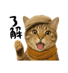 虎之助の猫語録（個別スタンプ：16）