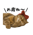 虎之助の猫語録（個別スタンプ：17）