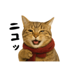 虎之助の猫語録（個別スタンプ：18）