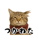 虎之助の猫語録（個別スタンプ：19）
