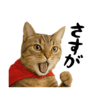 虎之助の猫語録（個別スタンプ：20）