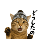 虎之助の猫語録（個別スタンプ：21）