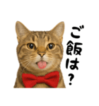 虎之助の猫語録（個別スタンプ：23）