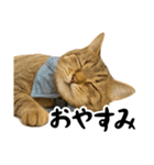 虎之助の猫語録（個別スタンプ：24）