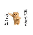 動く！ネコ界隈（個別スタンプ：1）