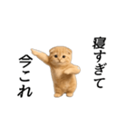 動く！ネコ界隈（個別スタンプ：7）