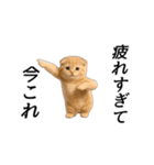 動く！ネコ界隈（個別スタンプ：8）