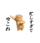 動く！ネコ界隈（個別スタンプ：9）