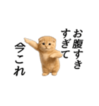 動く！ネコ界隈（個別スタンプ：11）