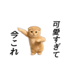 動く！ネコ界隈（個別スタンプ：13）