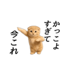 動く！ネコ界隈（個別スタンプ：14）