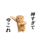 動く！ネコ界隈（個別スタンプ：15）