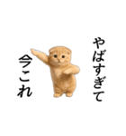動く！ネコ界隈（個別スタンプ：16）