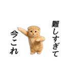 動く！ネコ界隈（個別スタンプ：22）
