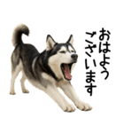 シベリアンハスキー★ずっと使える敬語集（個別スタンプ：1）