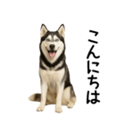 シベリアンハスキー★ずっと使える敬語集（個別スタンプ：2）