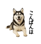 シベリアンハスキー★ずっと使える敬語集（個別スタンプ：3）