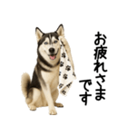 シベリアンハスキー★ずっと使える敬語集（個別スタンプ：4）