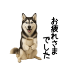 シベリアンハスキー★ずっと使える敬語集（個別スタンプ：5）