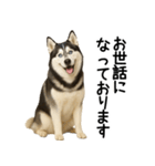 シベリアンハスキー★ずっと使える敬語集（個別スタンプ：9）