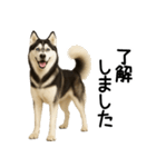 シベリアンハスキー★ずっと使える敬語集（個別スタンプ：10）