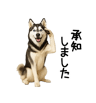 シベリアンハスキー★ずっと使える敬語集（個別スタンプ：11）