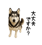 シベリアンハスキー★ずっと使える敬語集（個別スタンプ：12）