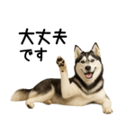 シベリアンハスキー★ずっと使える敬語集（個別スタンプ：13）