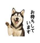 シベリアンハスキー★ずっと使える敬語集（個別スタンプ：15）