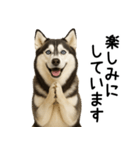 シベリアンハスキー★ずっと使える敬語集（個別スタンプ：16）