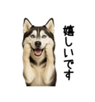 シベリアンハスキー★ずっと使える敬語集（個別スタンプ：17）