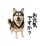シベリアンハスキー★ずっと使える敬語集（個別スタンプ：20）