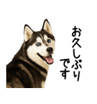 シベリアンハスキー★ずっと使える敬語集（個別スタンプ：21）