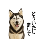 シベリアンハスキー★ずっと使える敬語集（個別スタンプ：22）