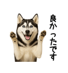 シベリアンハスキー★ずっと使える敬語集（個別スタンプ：26）