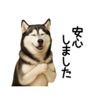 シベリアンハスキー★ずっと使える敬語集（個別スタンプ：27）