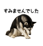 シベリアンハスキー★ずっと使える敬語集（個別スタンプ：29）