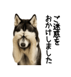 シベリアンハスキー★ずっと使える敬語集（個別スタンプ：30）