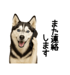 シベリアンハスキー★ずっと使える敬語集（個別スタンプ：31）