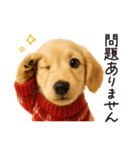 ずっと使える♪ダックスの日常フレーズ（個別スタンプ：3）