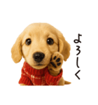 ずっと使える♪ダックスの日常フレーズ（個別スタンプ：4）